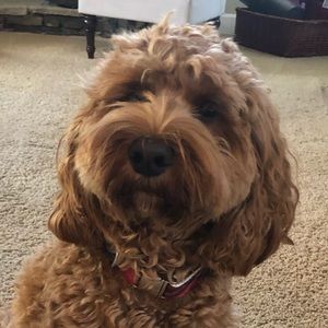 Meet your Posher, Wendy